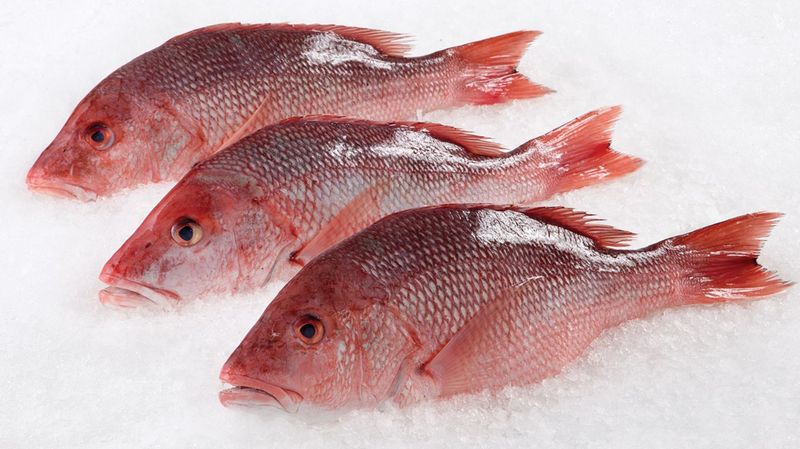 Frozen Whole Caribbean Red Snapper - 3/4 - 1 lb avg, 10 lb box