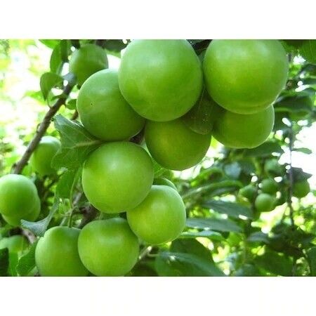 Green Sour Plum - Can Erigi Erik - Alucha ~2lb 