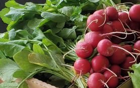 Amish Farm Red Radish Regular Bandle
