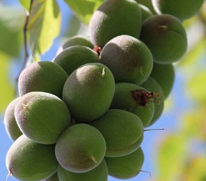 Kayisi Cagla ~ Fresh Apricot - Badem ~1lb