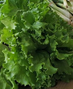 Amish Farm Lettuce - Kicircik Marul Regular Bandle