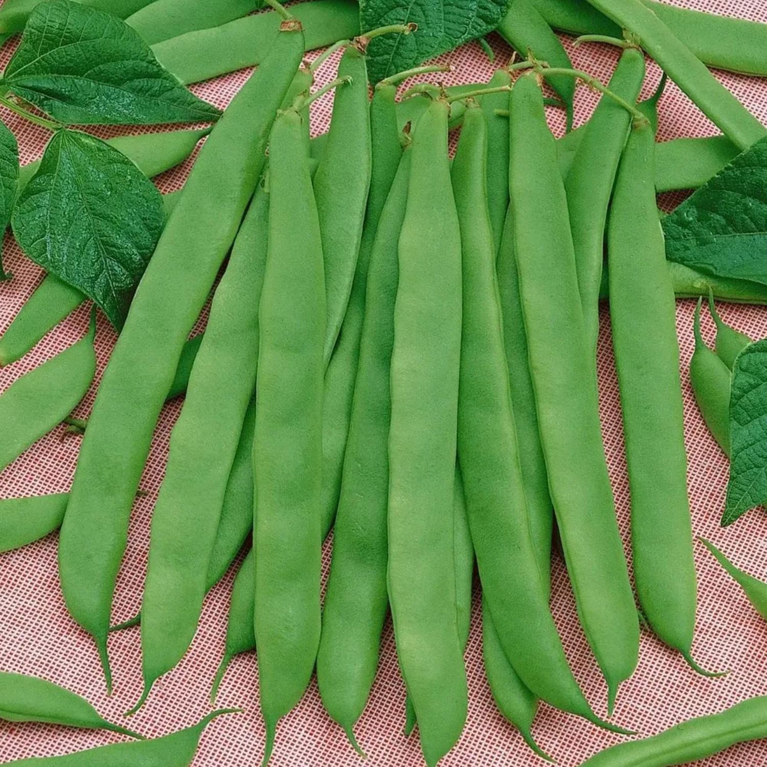 Romano Green Beans ~1lb (16oz)