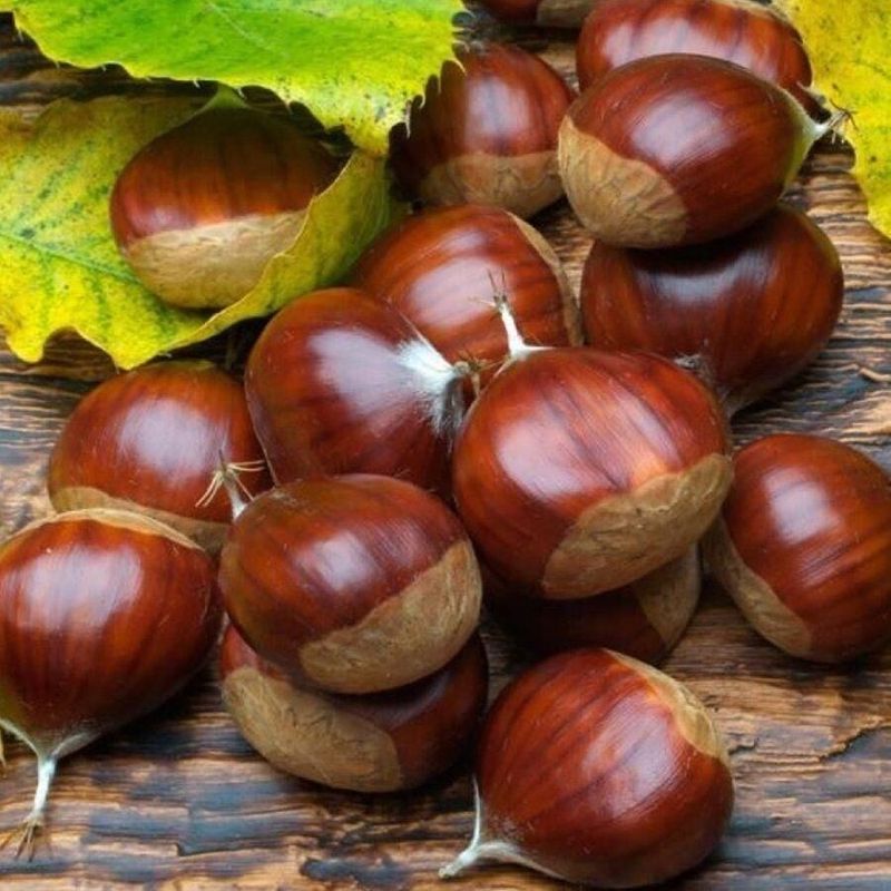 Turkish Chestnut Bursa Kestanesi ~16 oz 420 gr Kestane