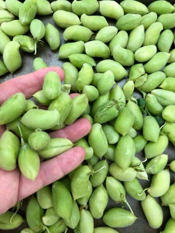 Fresh Green Chickpeas 1lb