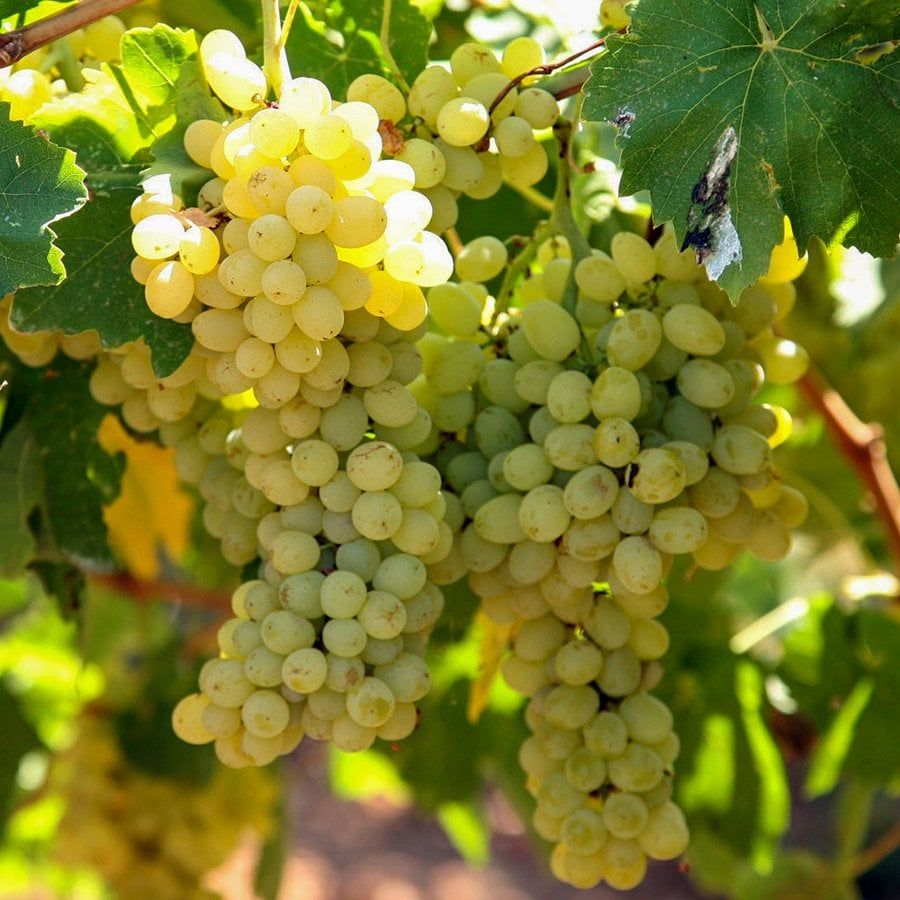 Fresh Izmir Grapes – Now Available!  1lb