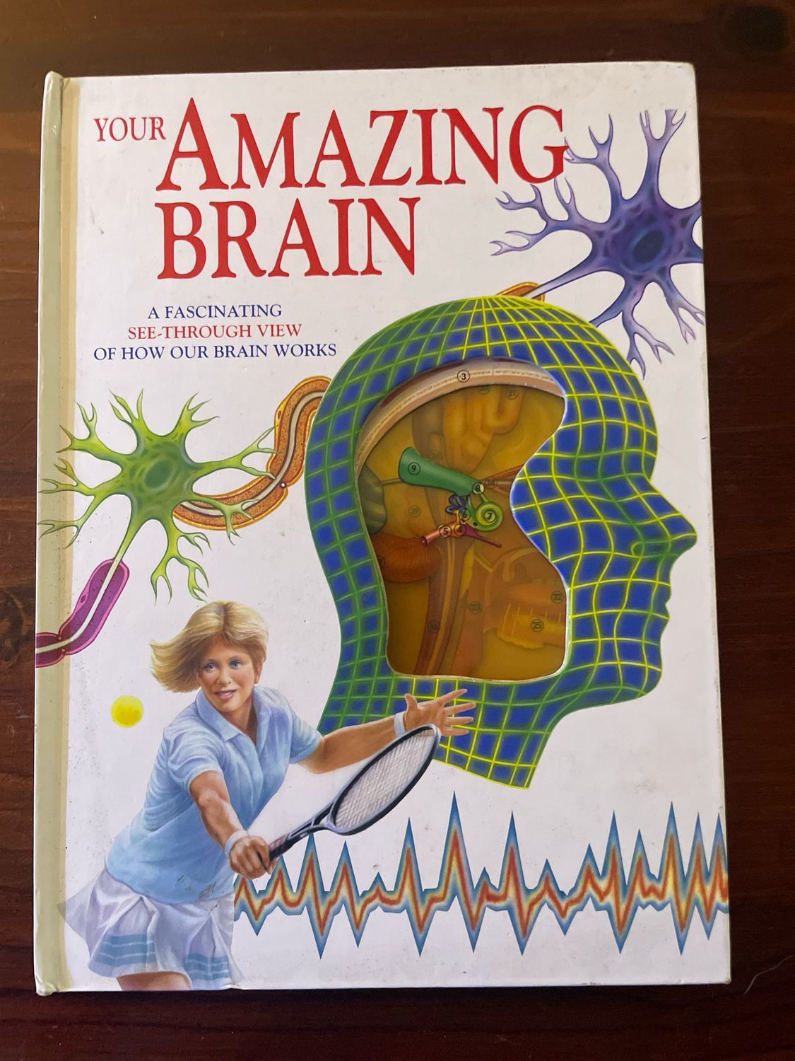 Your Amazing Brain