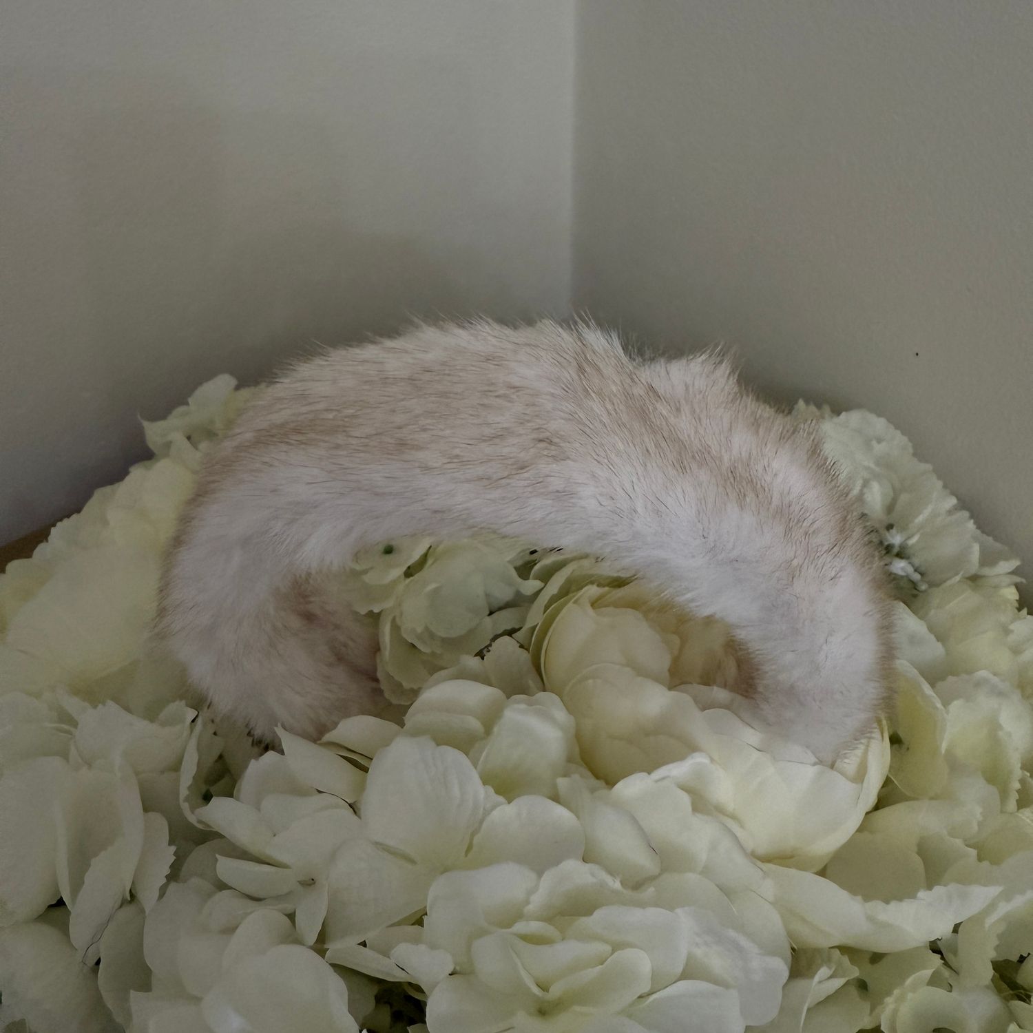 Mink Hair Band ( cream )