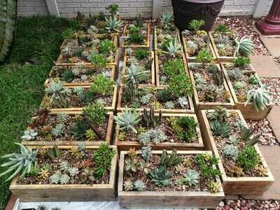 Planter Boxes