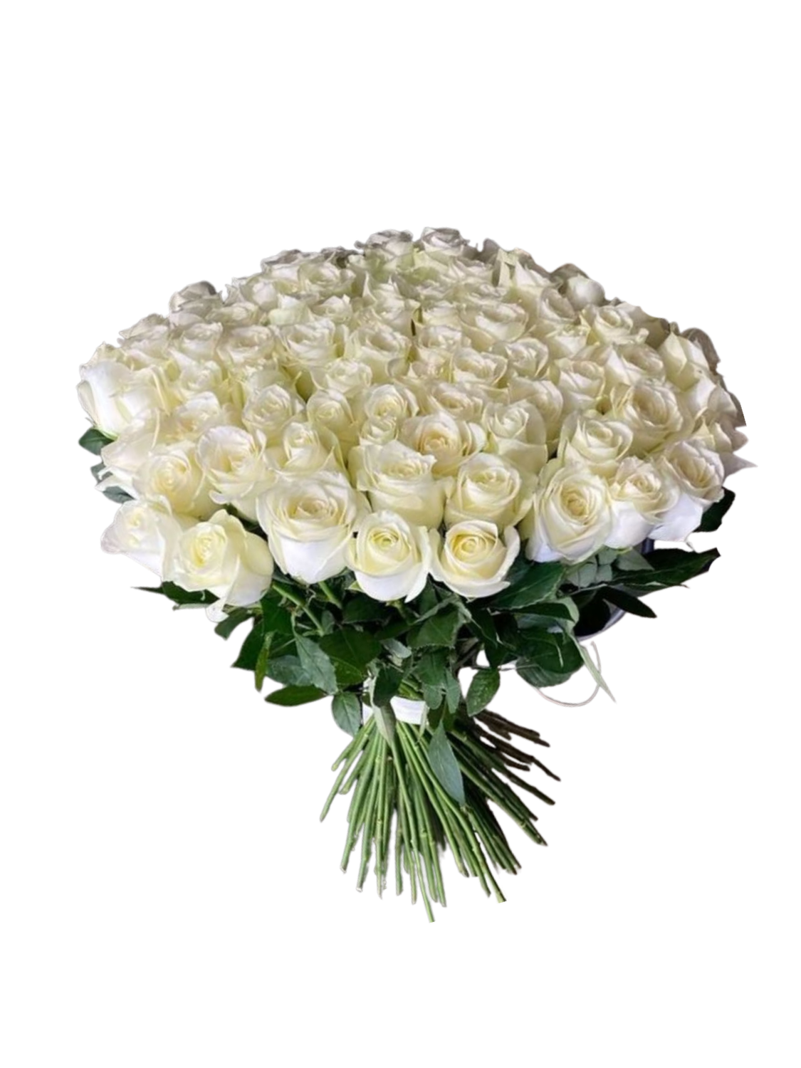 100 White Rose Bouquet – A Grand Expression of Elegance 100 White Rose Bouquet – A Grand Expression of Elegance