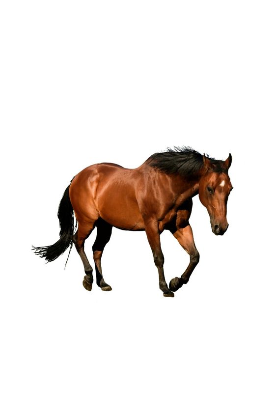 Paard