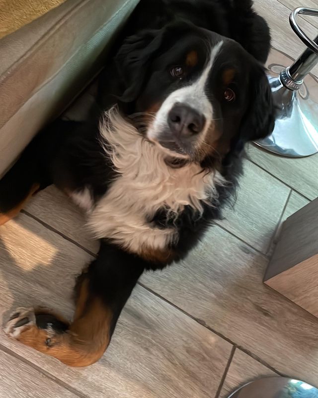 Hond