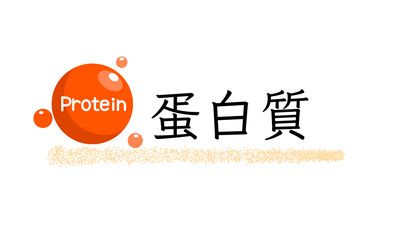 蛋白質