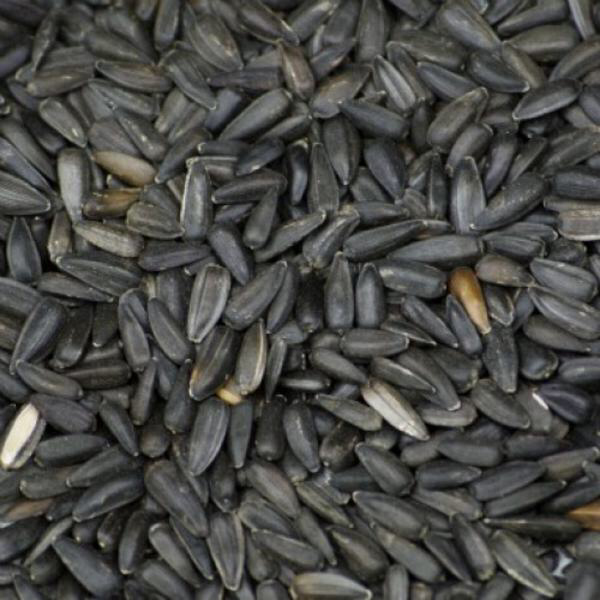 SUNFLOWER BLACK 15kg