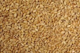WHOLE  WHEAT 20kg