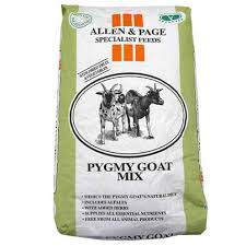 A&amp;P Pygmy  Goat Mix
