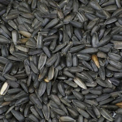 SUNFLOWER BLACK 15kg