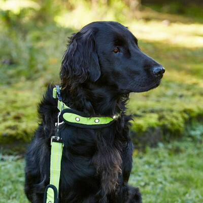 Woof master Dog Collar Flash Small