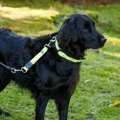 Masts Dog Lead Extension
