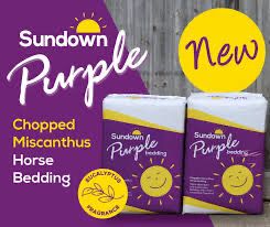SUNDOWN  MISCANTHUS PURPLE BEDDING
