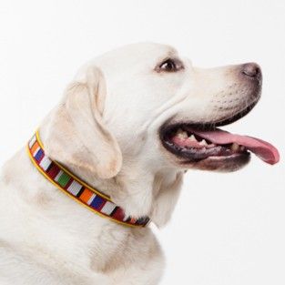pets accessories