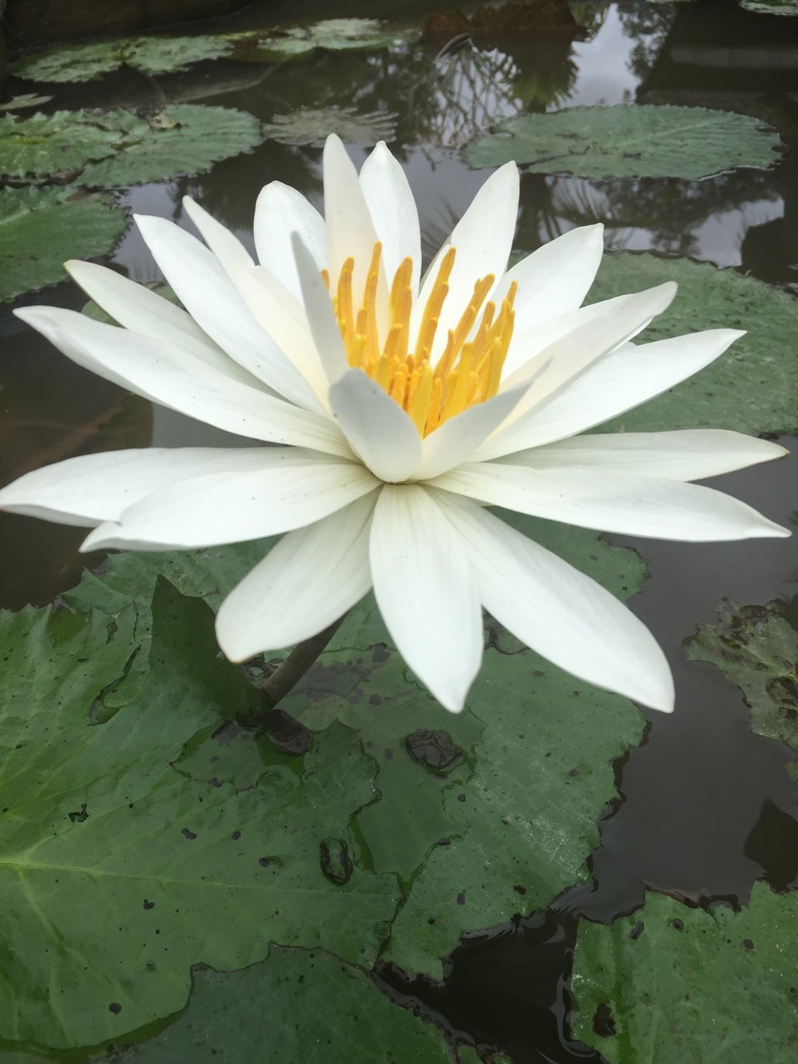 lotus 