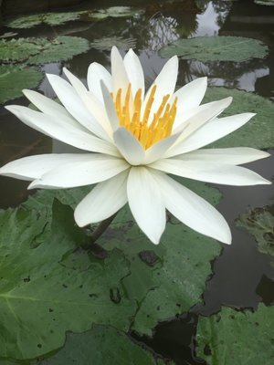 lotus 