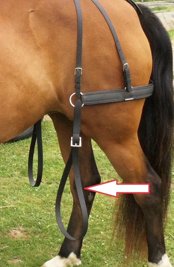 Hold Back Straps – Biothane – Chrysalis Acres – Equipment for the Carriage  Driving Horse and Driver
