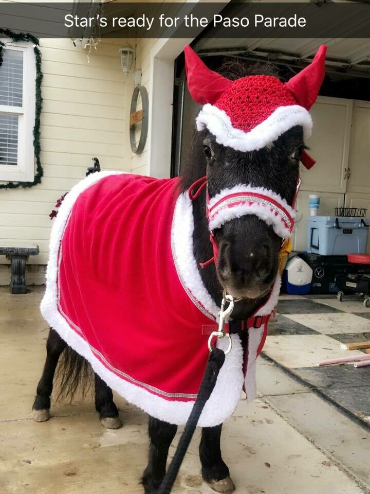Christmas Set for Mini And Small Pony
