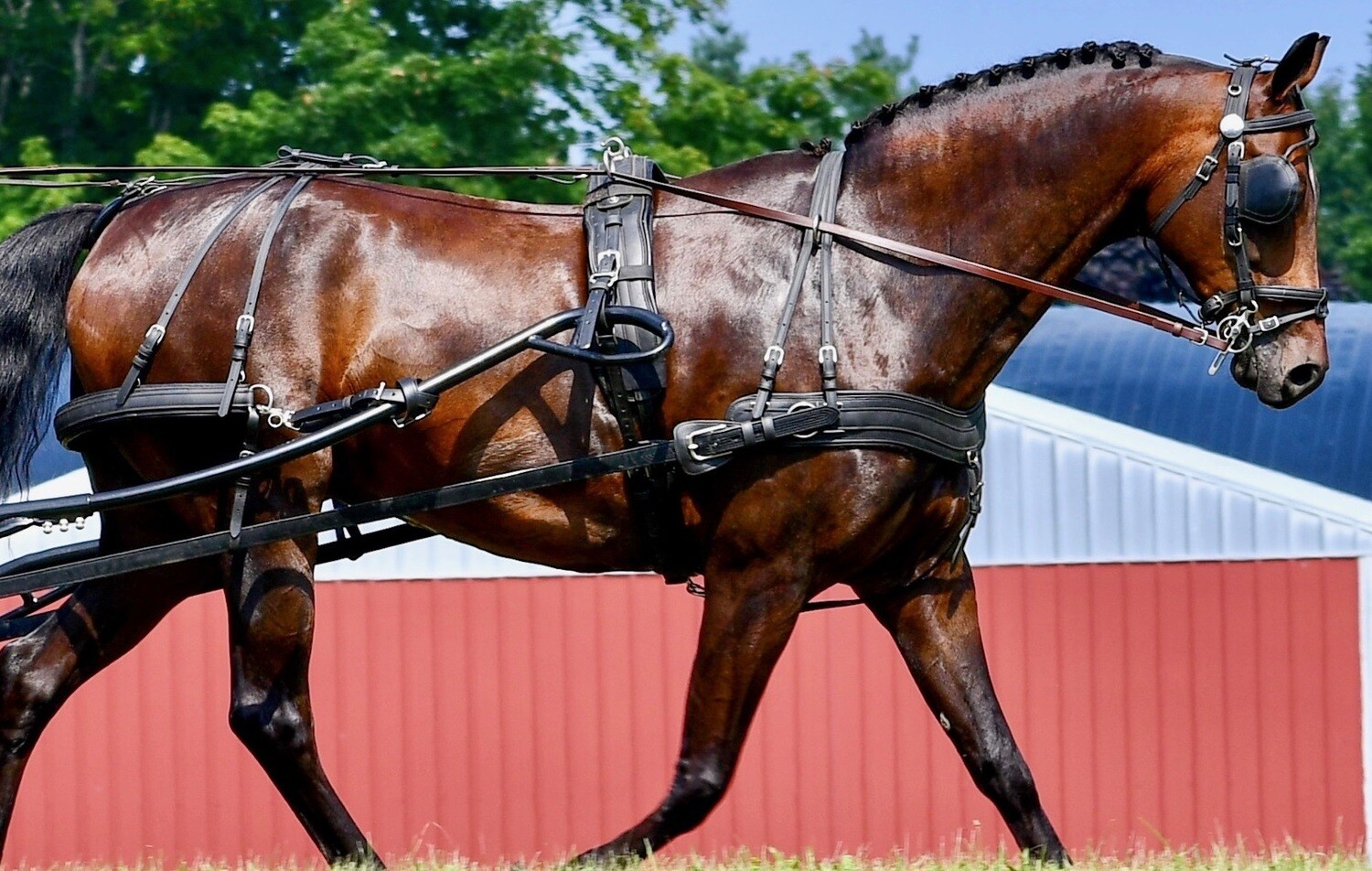 Galaxy Harness – Chrysalis Acres – Equipment for the Carriage Driving Horse  and Driver