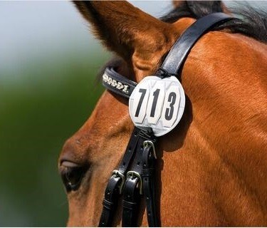 Number Holder - Bridle/Harness
