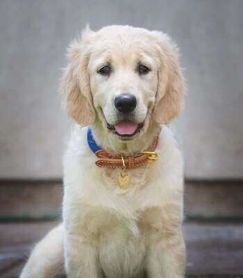 Reflective Dog Collar Reflective Dog Collar