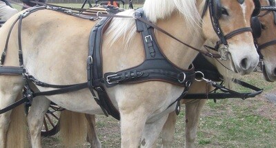 Eurocollar for Pairs