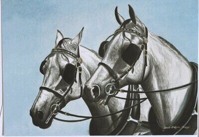 Pair of Greys