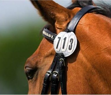 Number Holder - Bridle/Harness, Style: 3-digit round w/ elastic band