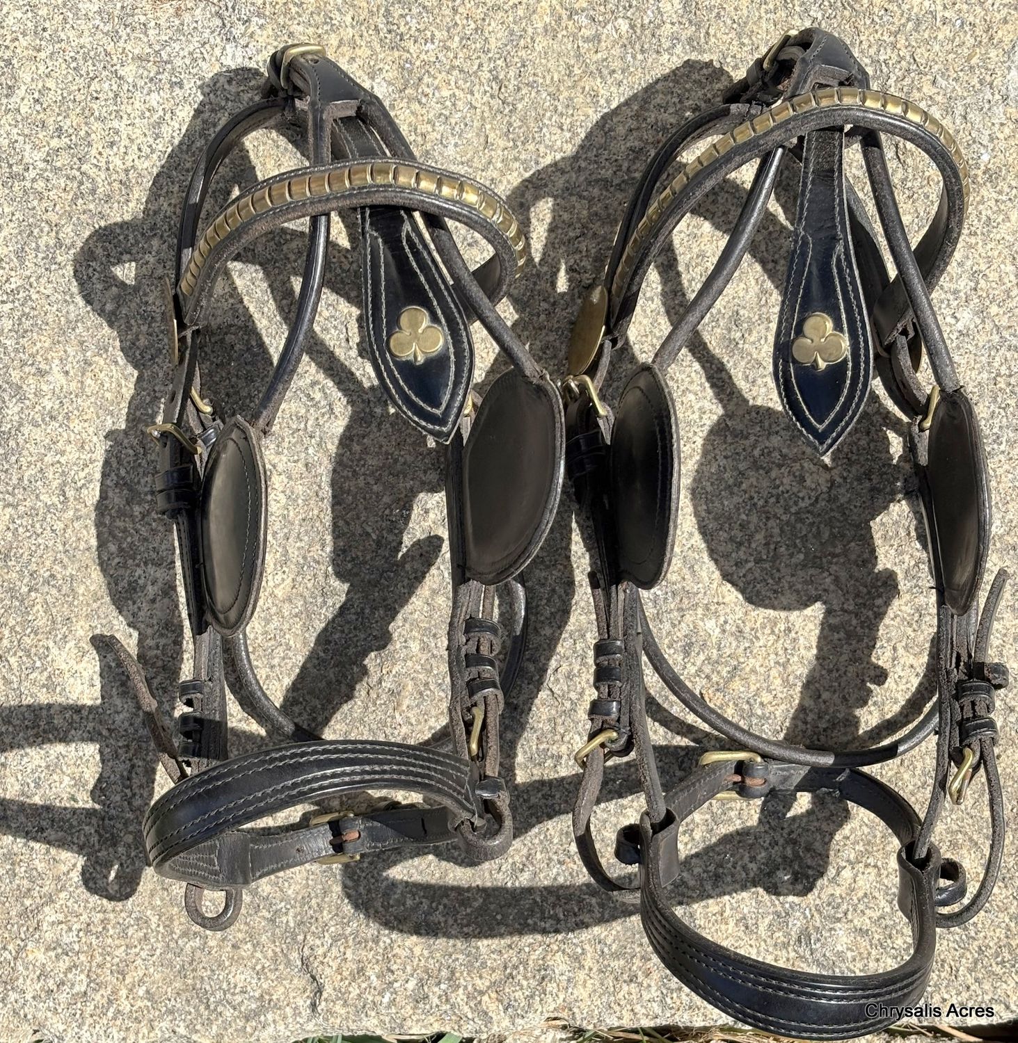 Shetland Pair Harness