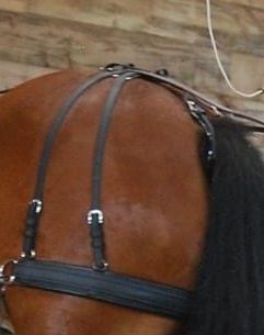 Hip Strap - Biothane, Articulated