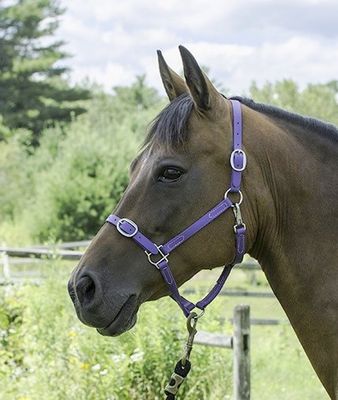 Halters