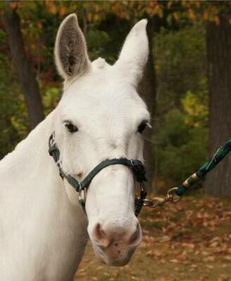Bio Nose Buckle Halter - Colors
