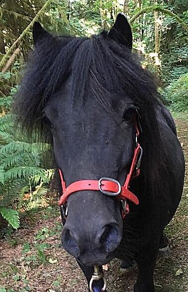 Bio Nose Buckle Halter - Colors, Size: Shetland