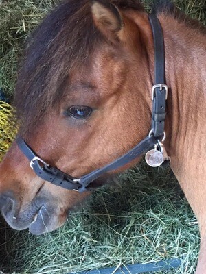 Bio Nose Buckle Halter - Bl/Br