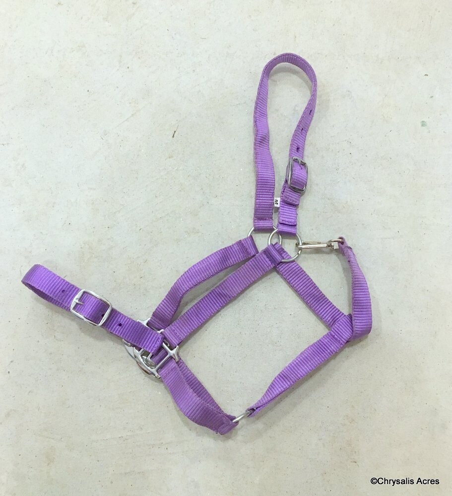 Nylon Nose Buckle Halter, Size: Cob, Color: Lavender
