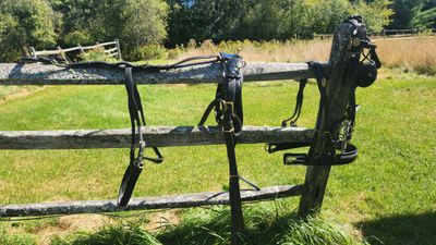 Large Pony/Cob Show Harness