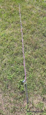 Purple Lunge Whip 90"