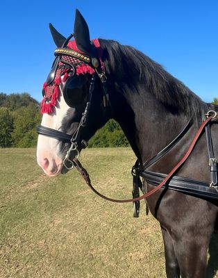 Leather Pairs Harness
