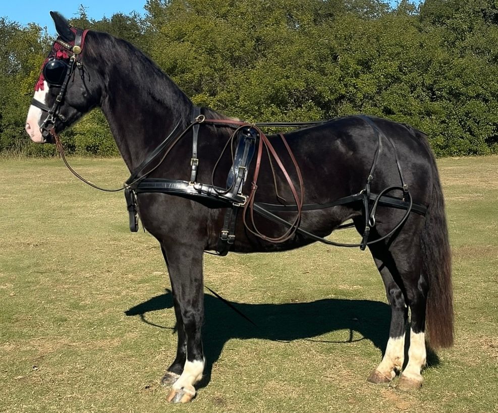 Leather Pairs Harness