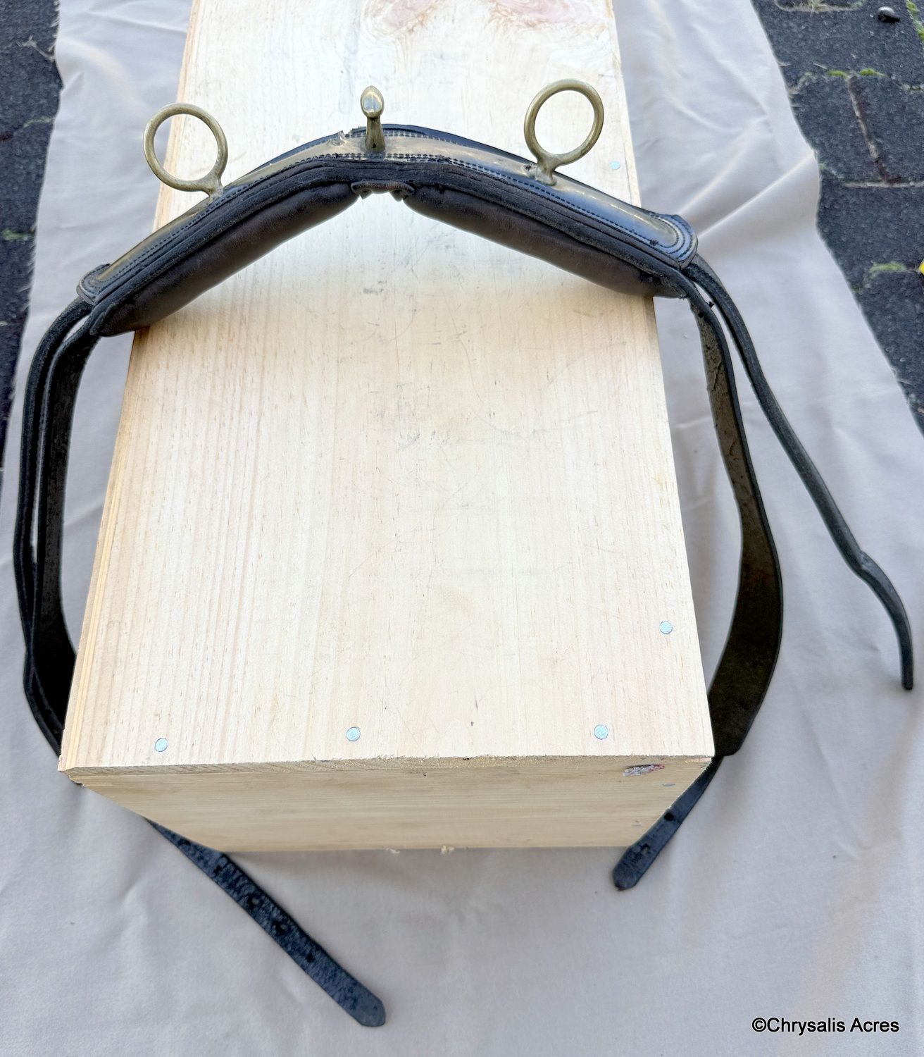 Leather Saddle- Training Cond.