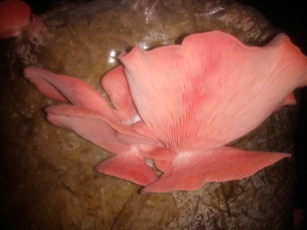 Setas Rosadas