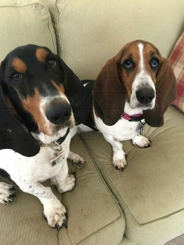Amazing Adopter Sponsorship for the 2021 Basset Bash ($1,000)