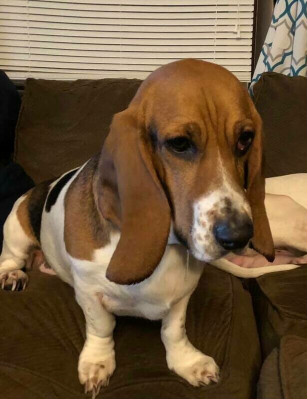 Terrific Transporter Sponsorship for the Basset Bash ($250)