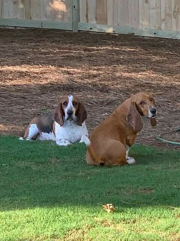 Fearless Finder Sponsorship for the 2021 Basset Bash ($500)